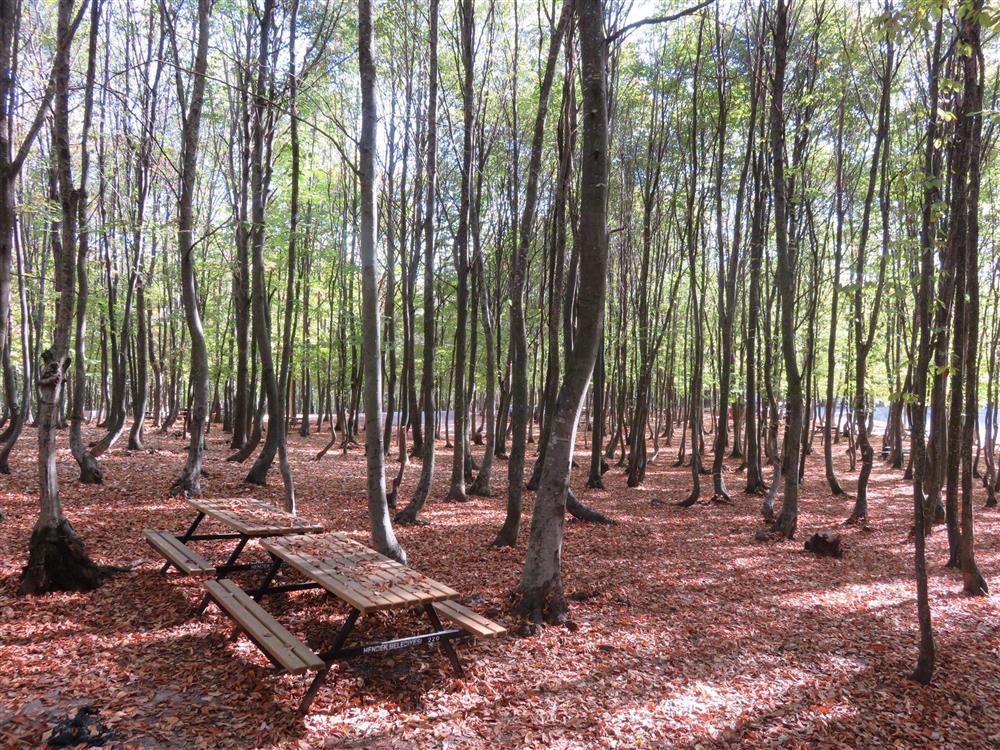 Hendek Selman Dede Mesire Alanı