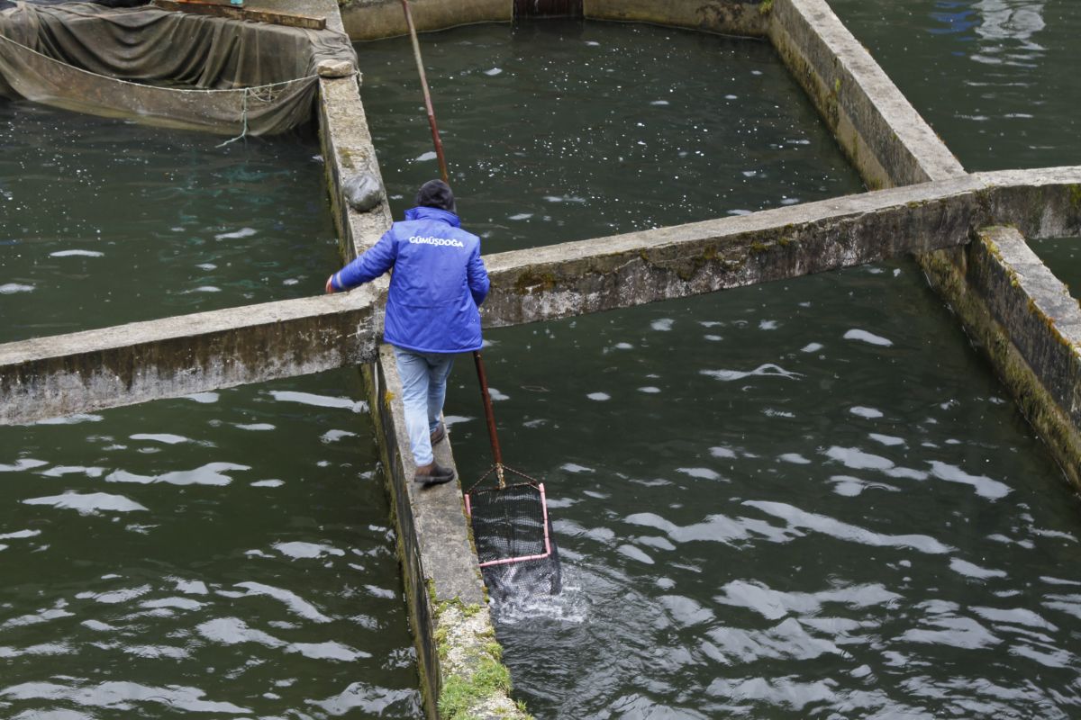 Ardesom Alabalık Çiftliği