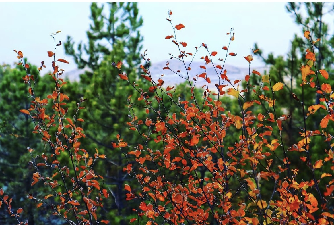 Ankara Beynam Ormanları