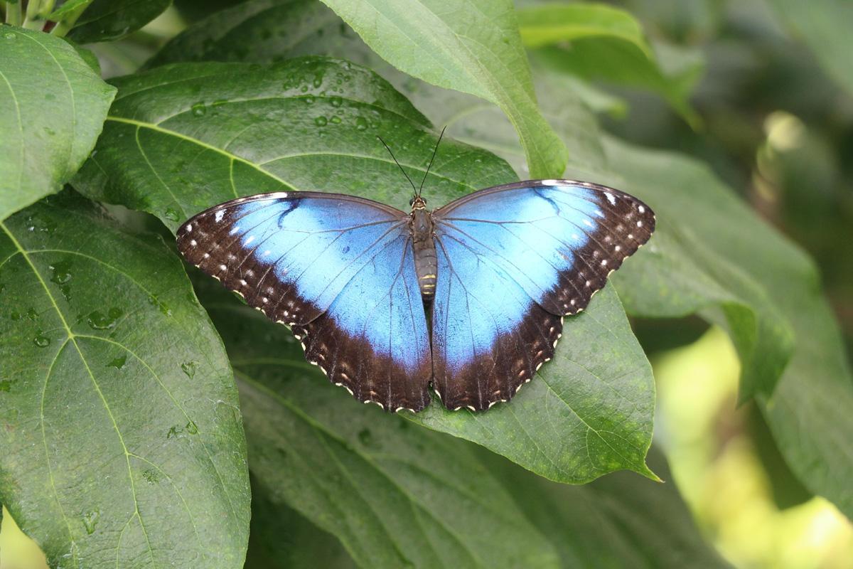 Konya Tropikal Kelebek Bahçesi