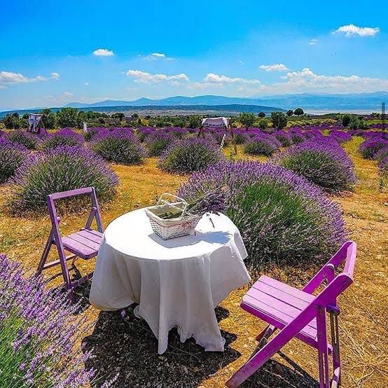 Sakarya Lavanta Bahçesi