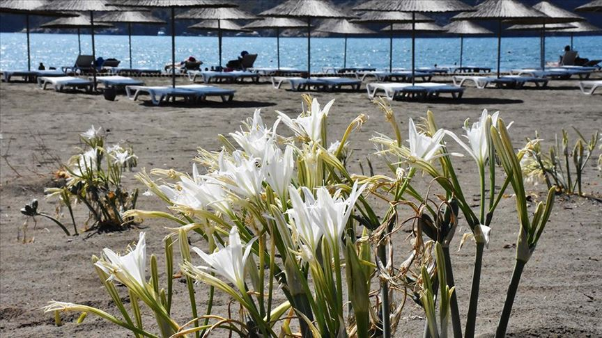 Sarıgerme Kum ZambağıI Yetişme Alanı