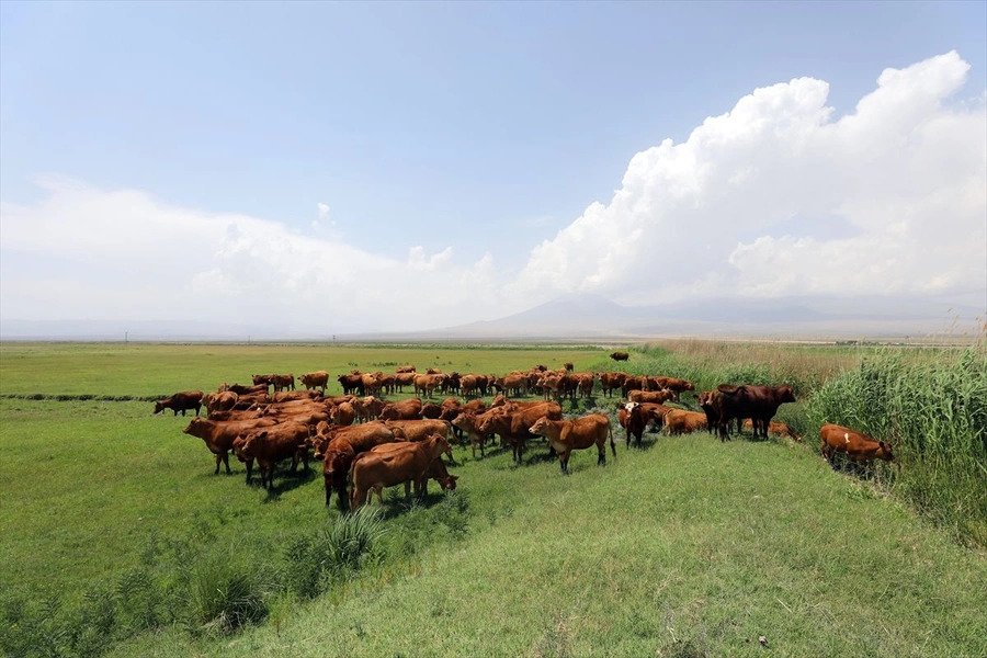 Kazımkarabekir Tarım İşletmesi Müdürlüğü