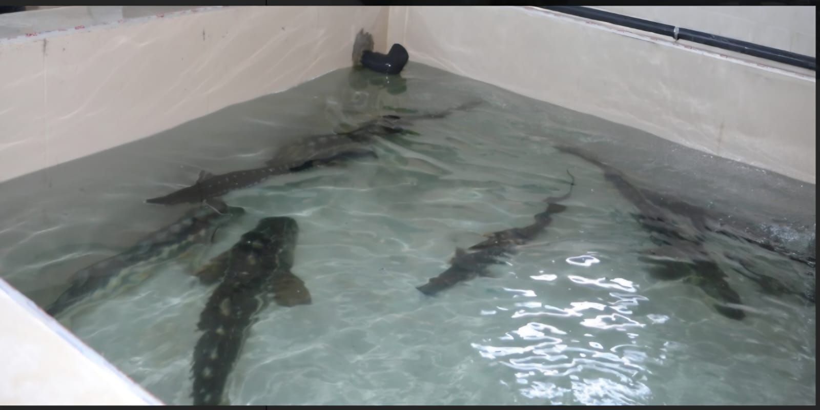 Bolu Gölköy  Su Ürünleri Üretim İstasyonu