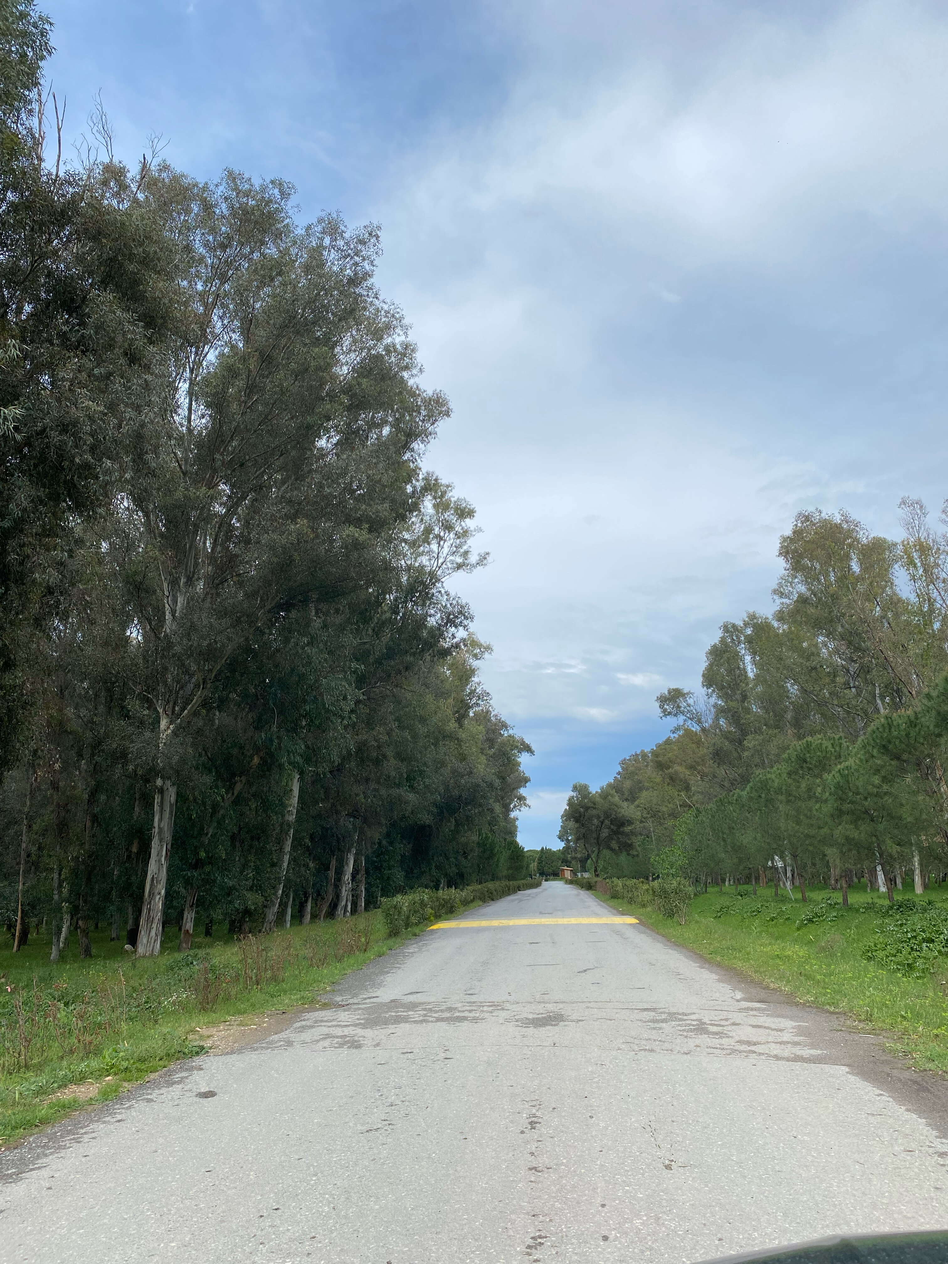 Sasalı Kent Ormanı