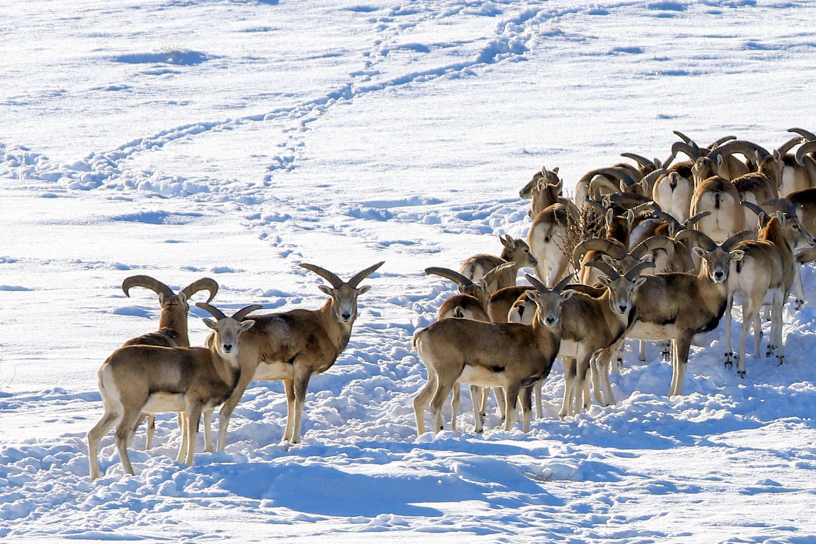 Bozdağ Millî Parkı