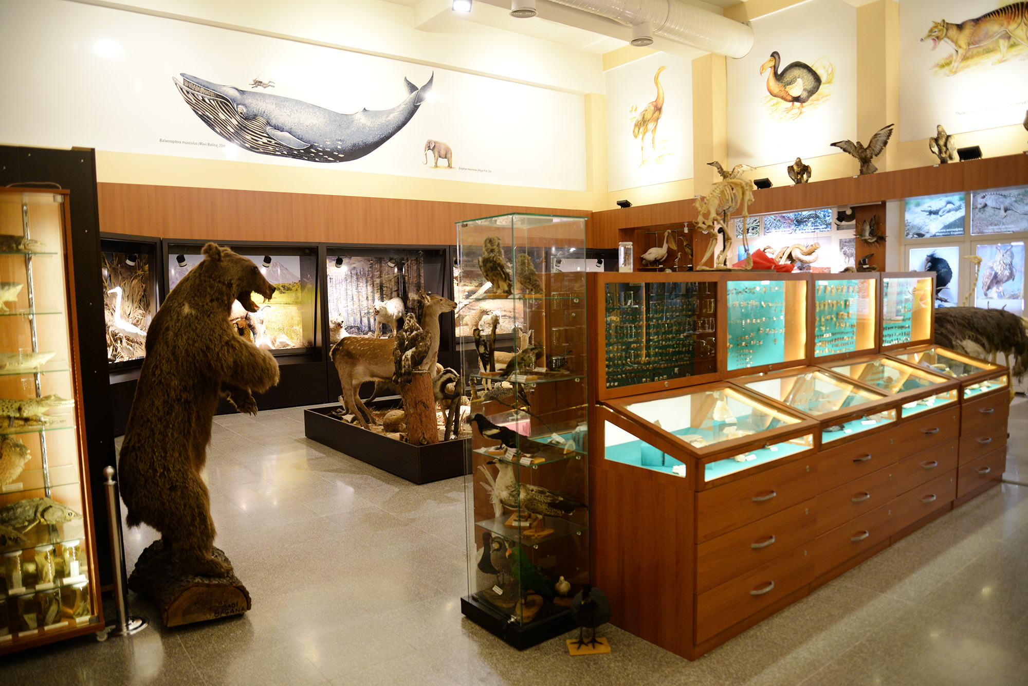 Uludağ Üniversitesi Zooloji Müzesi