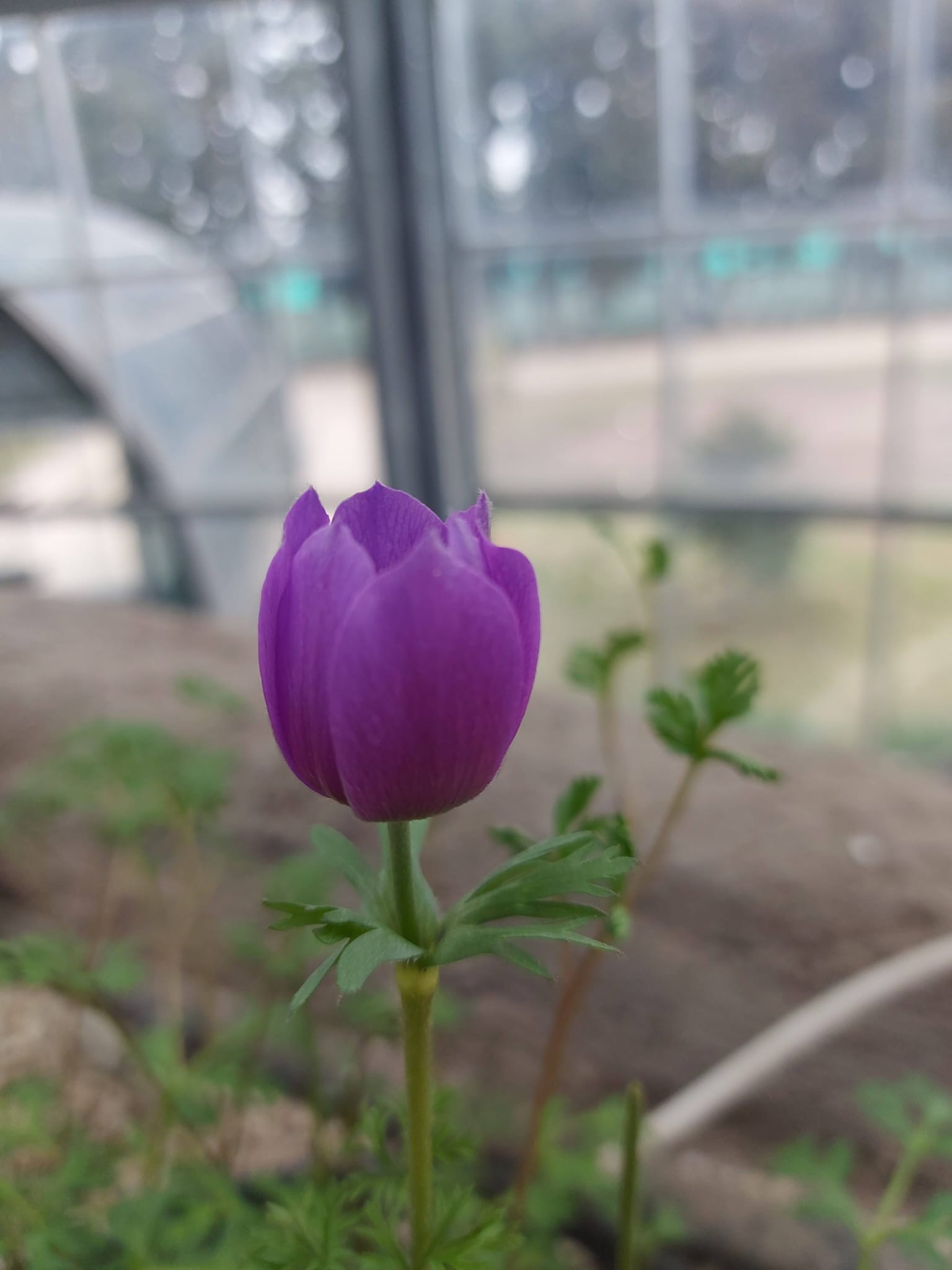 Yalova Geofit Müzesi