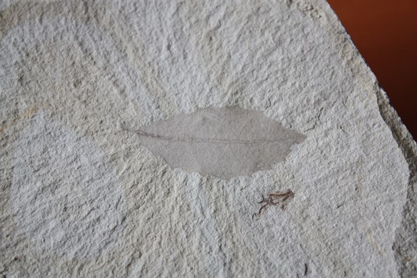 Seben Fosil  Araştırma Ormanı