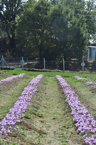 Safranova Mor Bahçe