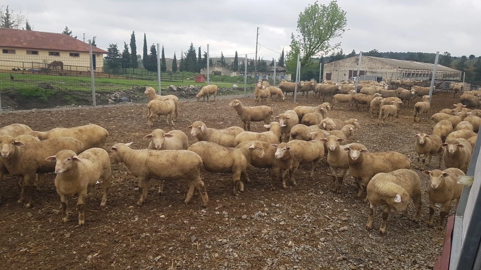Damızlık Koç ve Koyun Üretim Tesisi