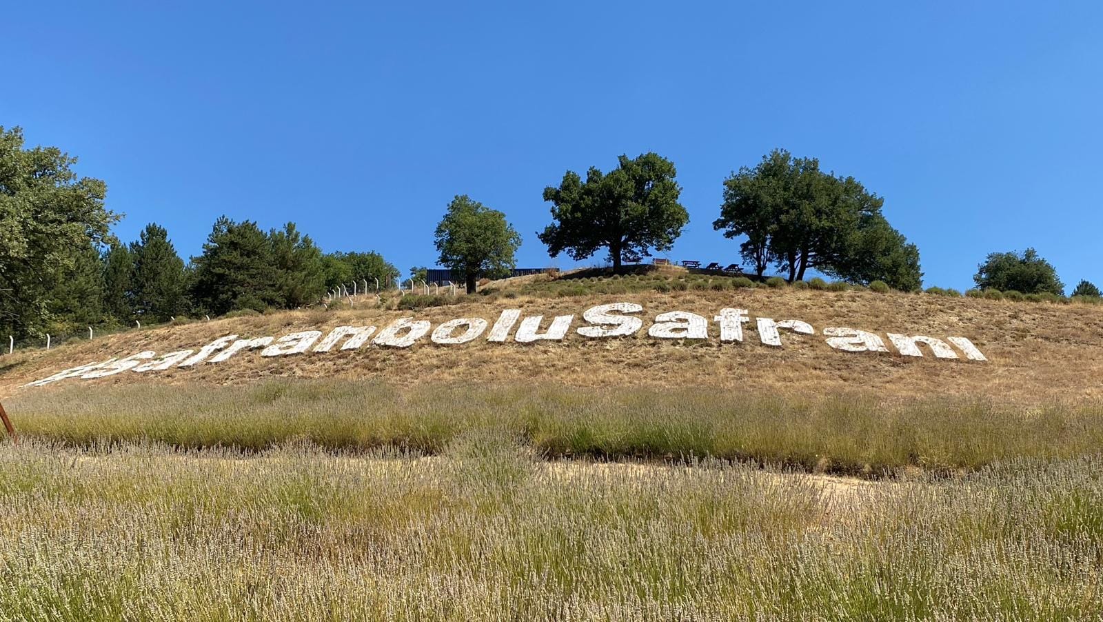 Safranova/ Safran ve Lavanta Üretim Merkezi