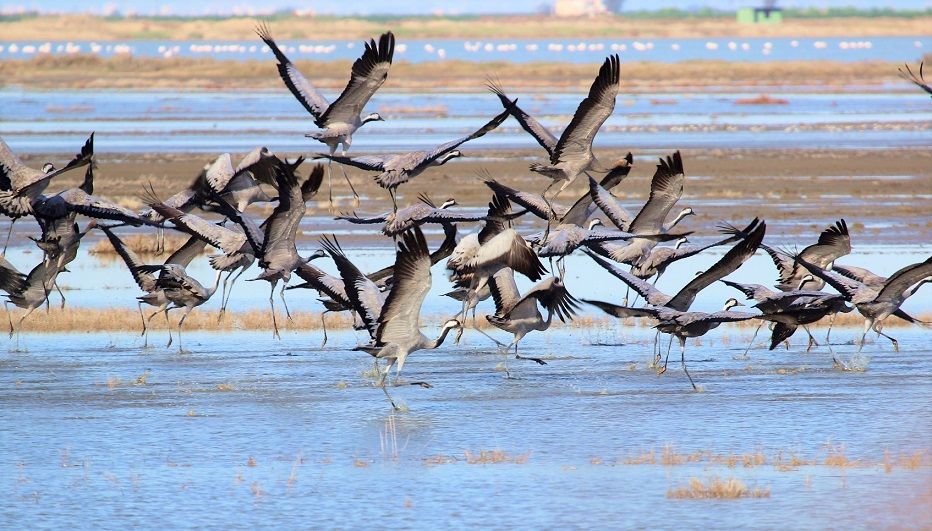 Yumurtalık Lagünleri  Milli Parkı