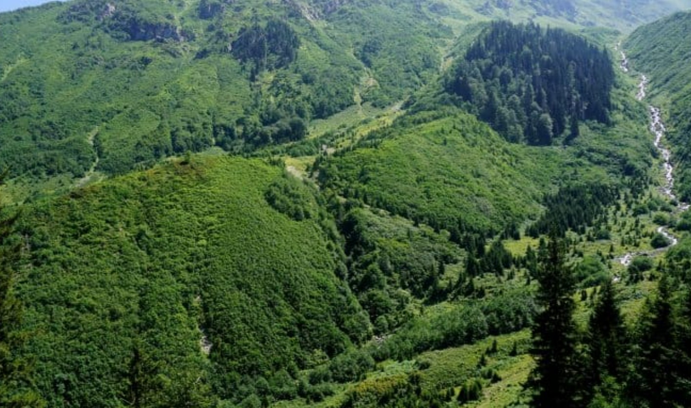 Camili Gorgit Tabiatı Koruma Alanı