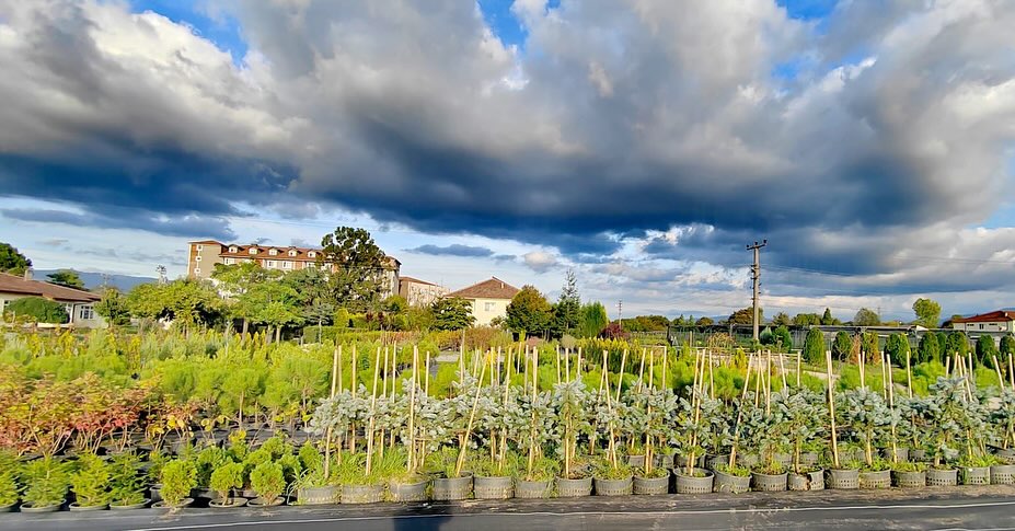Hendek Fidanlık Şefliği