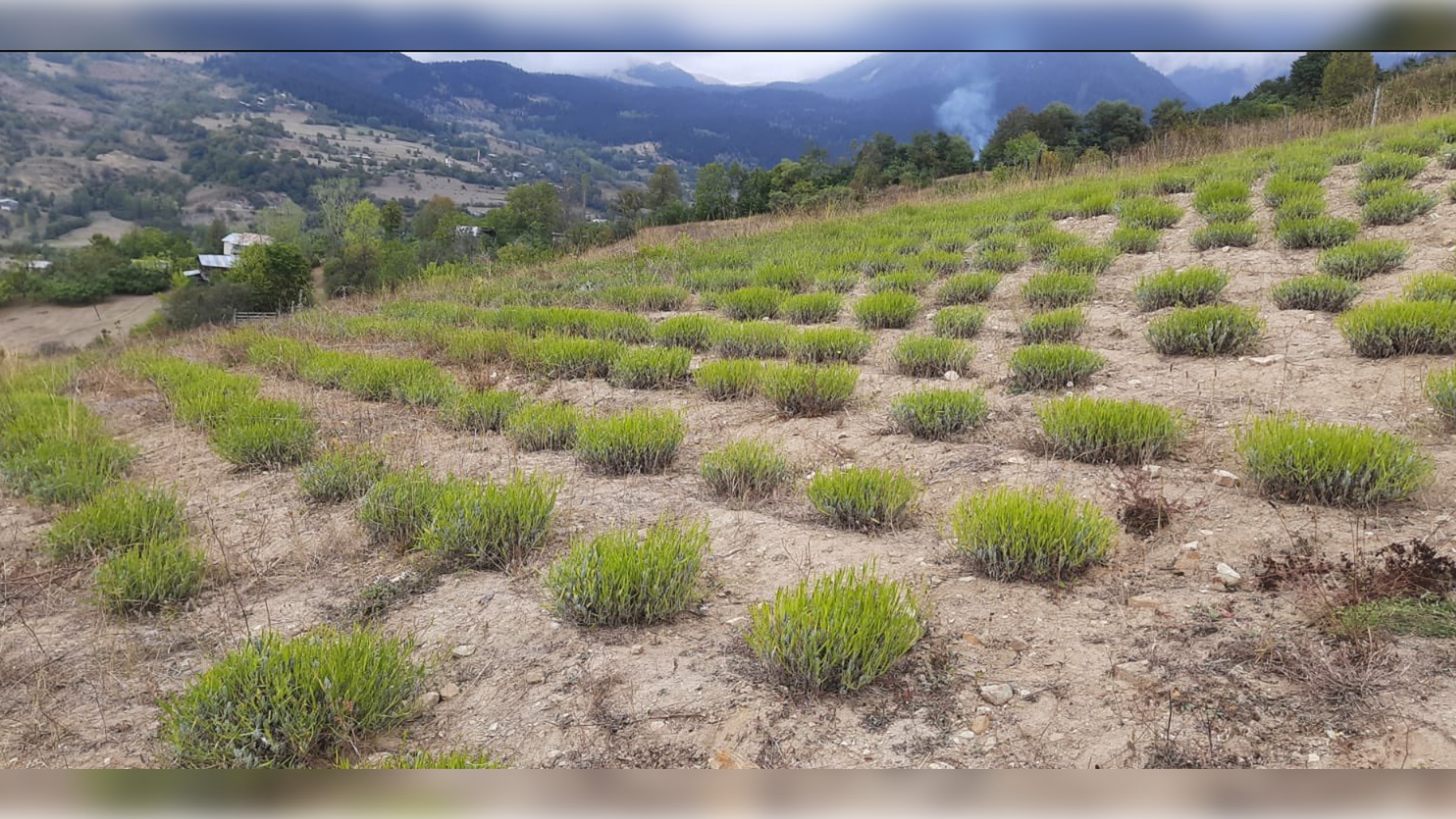 Ardanuç Lavanta Bahçesi ve Üretim Tesisi