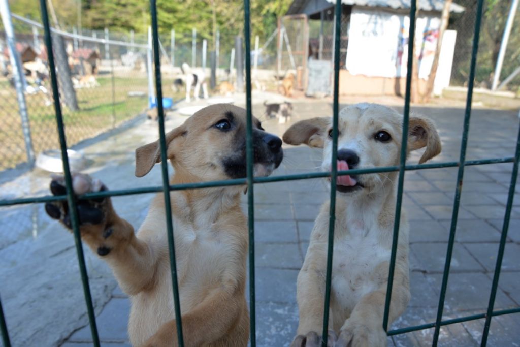 Hendek Hayvan Barınağı