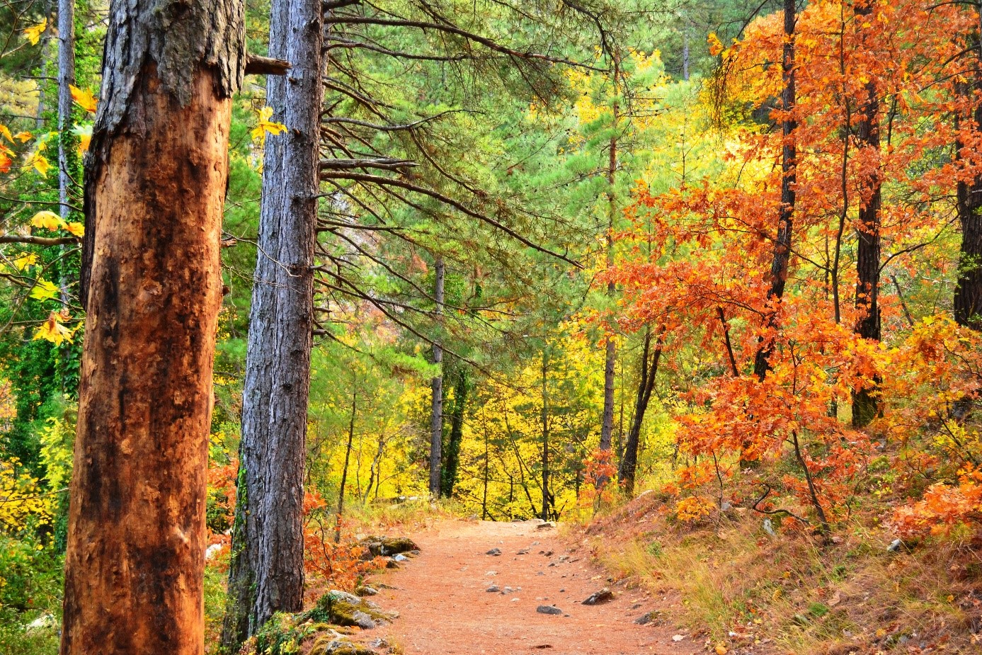 Ayazma Pınarı Tabiat  Parkı