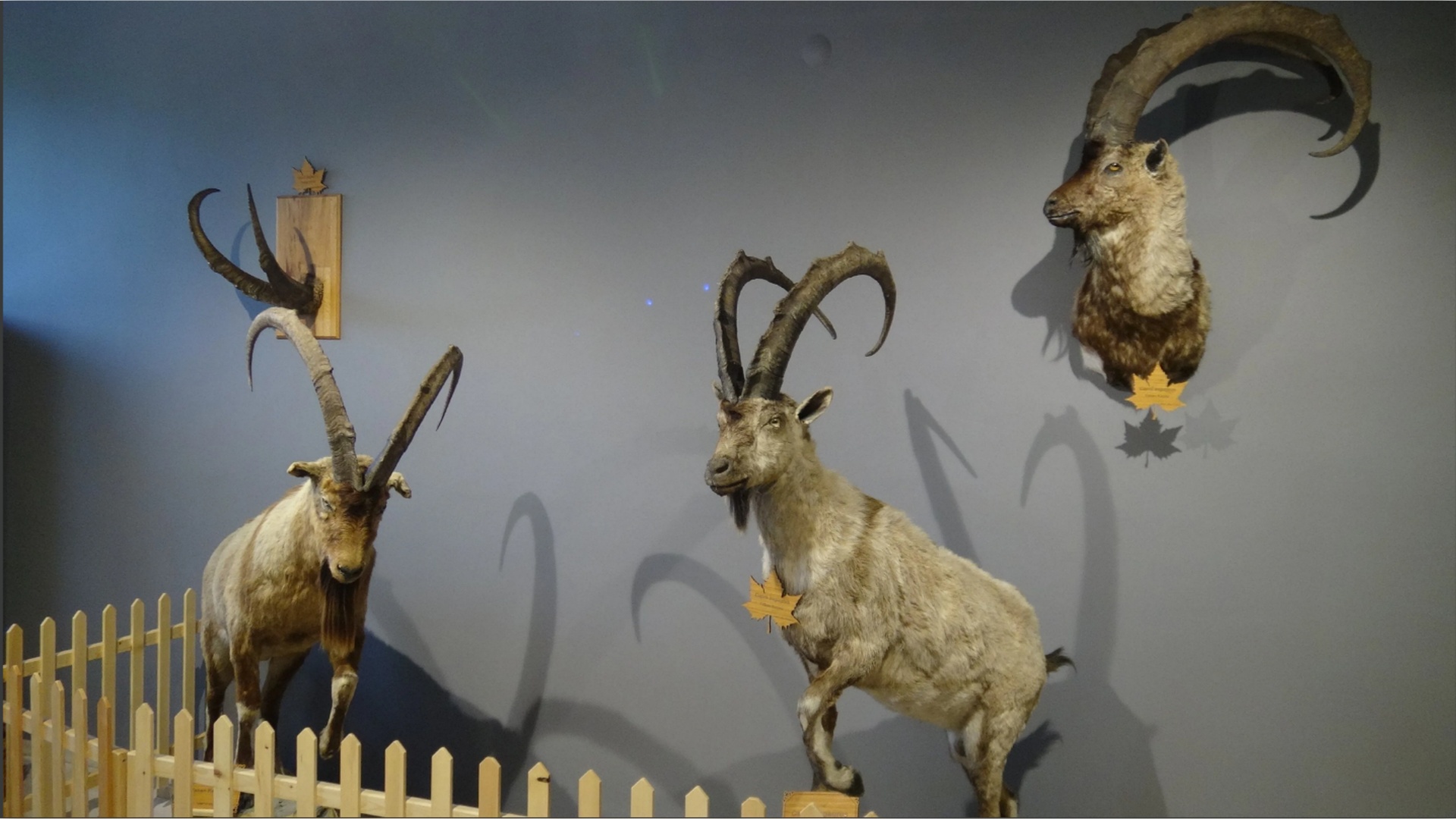 Yaban Hayatı Müzesi