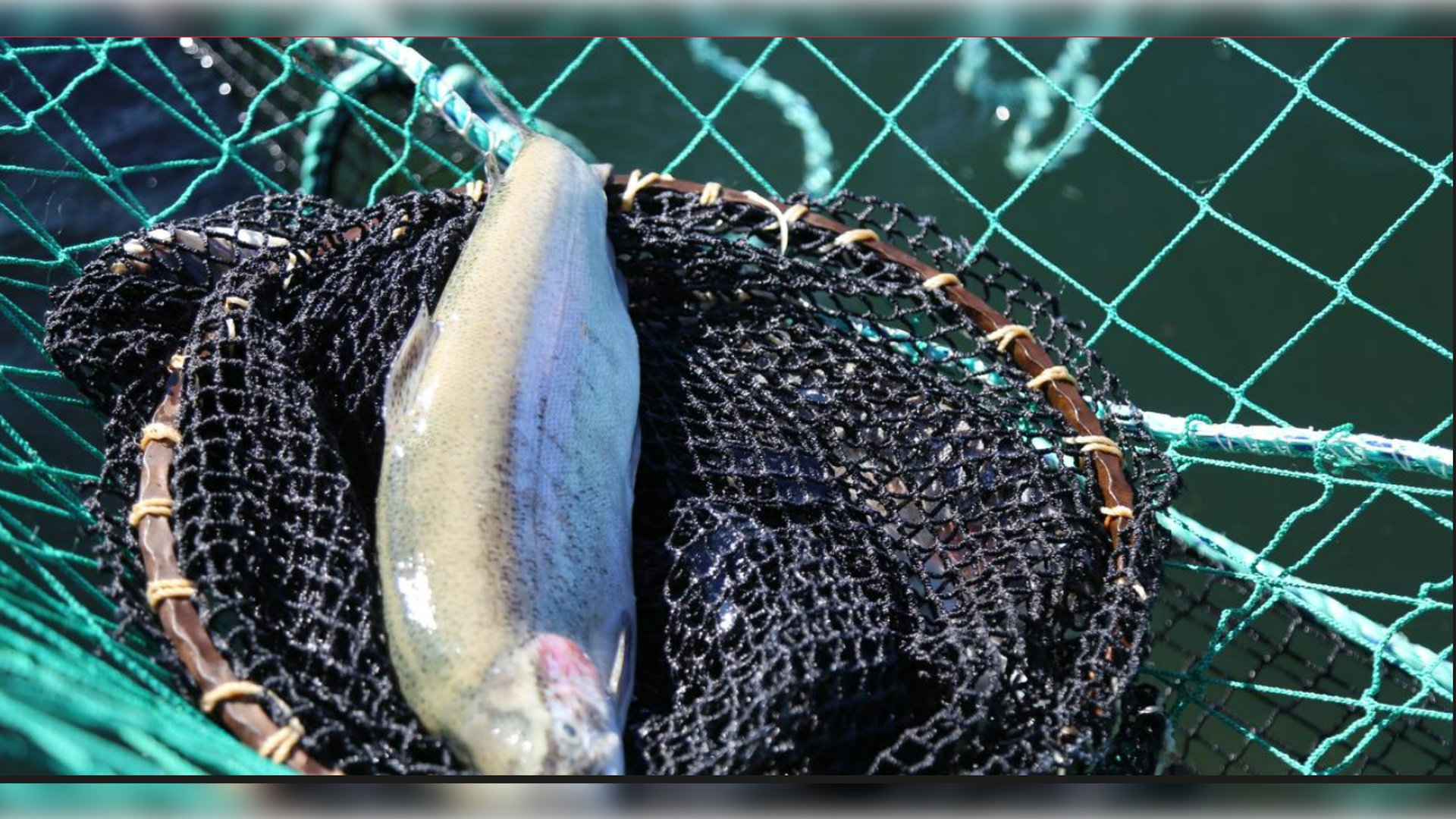 Borçka Barajı Somon Üretim Tesisi