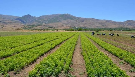Elazığ Orman Fidanlık Müdürlüğüne bağlı, Altınova Orman Fidanlık Şefliklerimiz