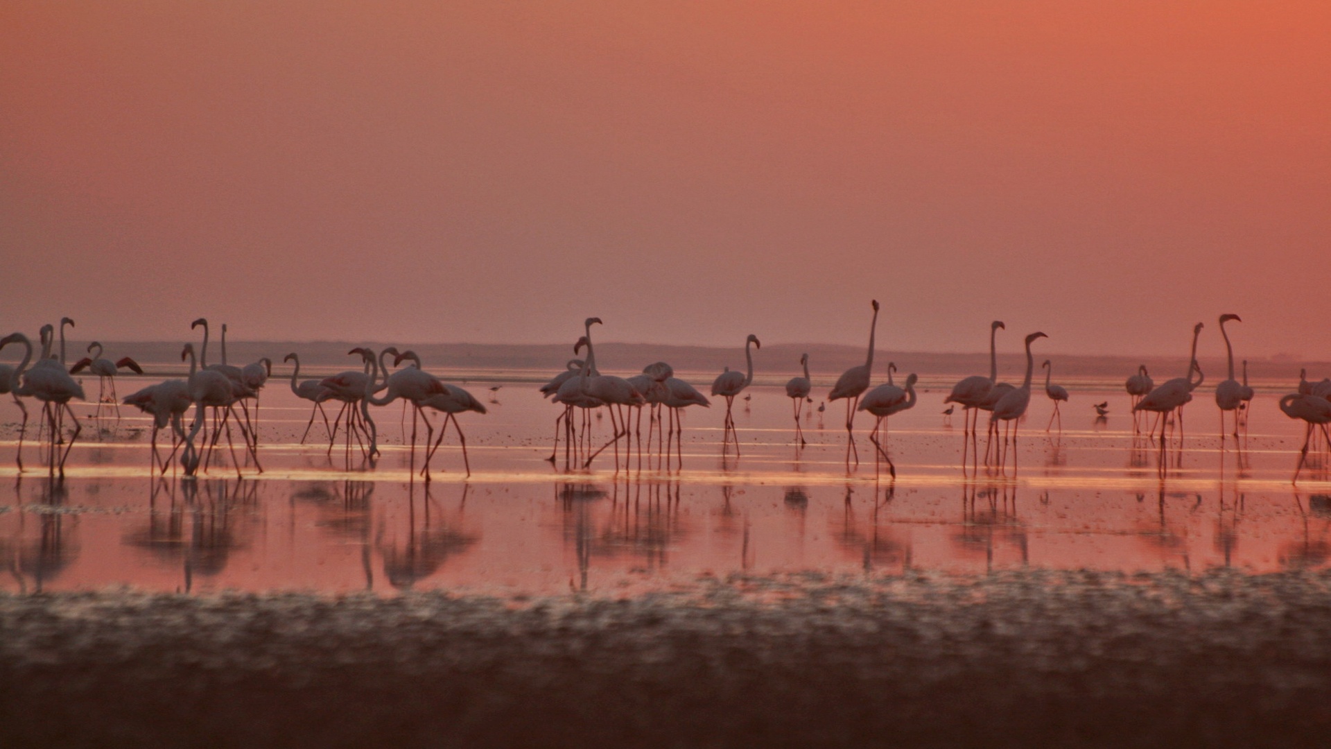 Seyfe Gölü Kuş Cenneti