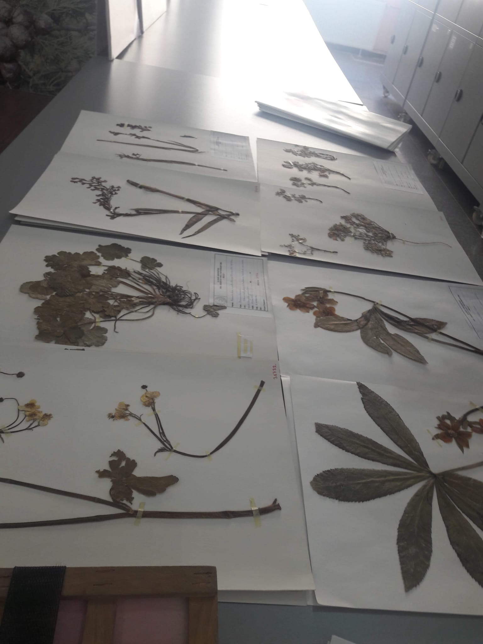 Uludağ Üniversitesi Herbaryum Labaratuvarı