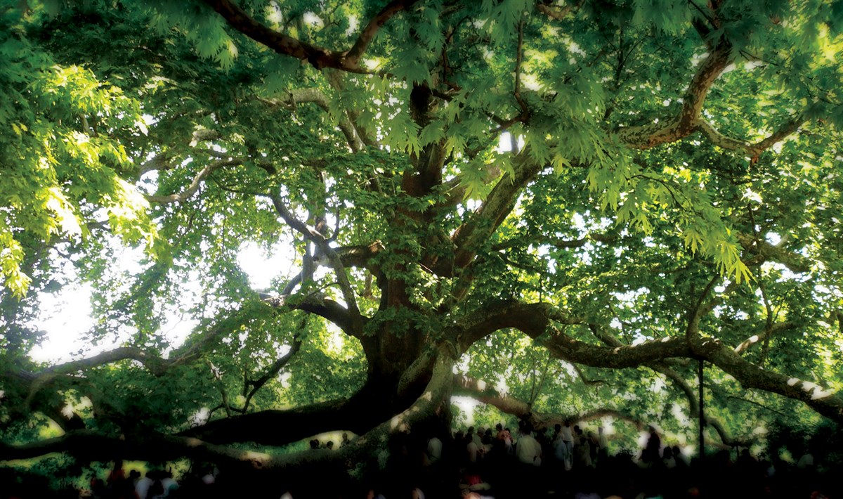 İnkaya Tarihî Çınar