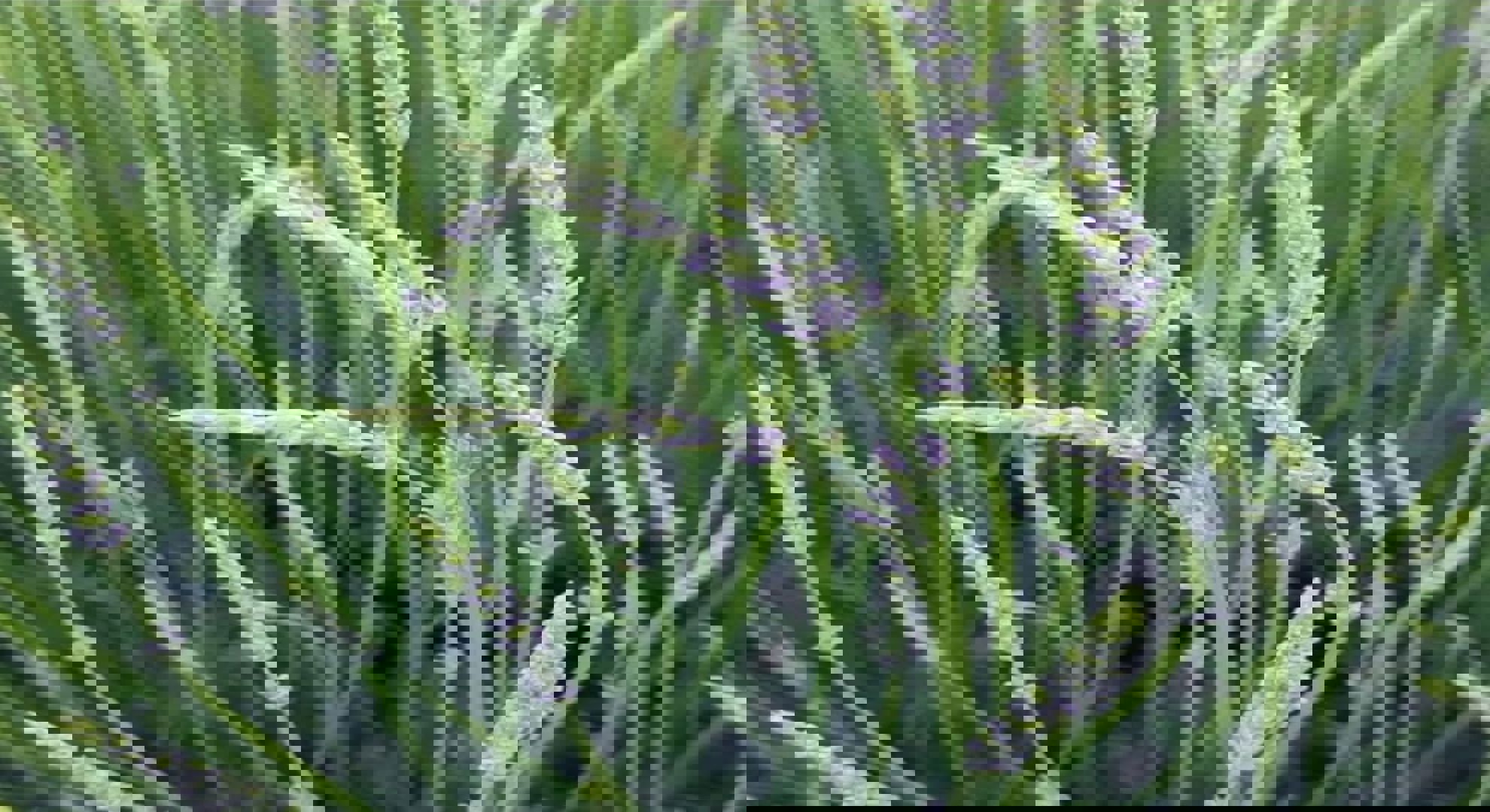 Çameli Lavanta Bahçesi