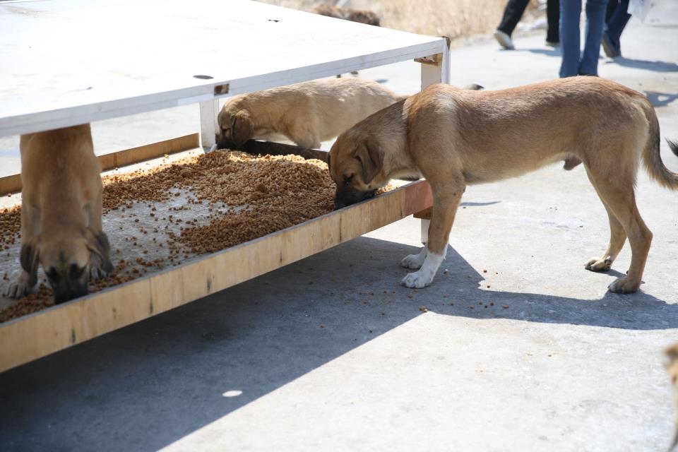 Pet Kafe ve Mama Üretim Tesisi