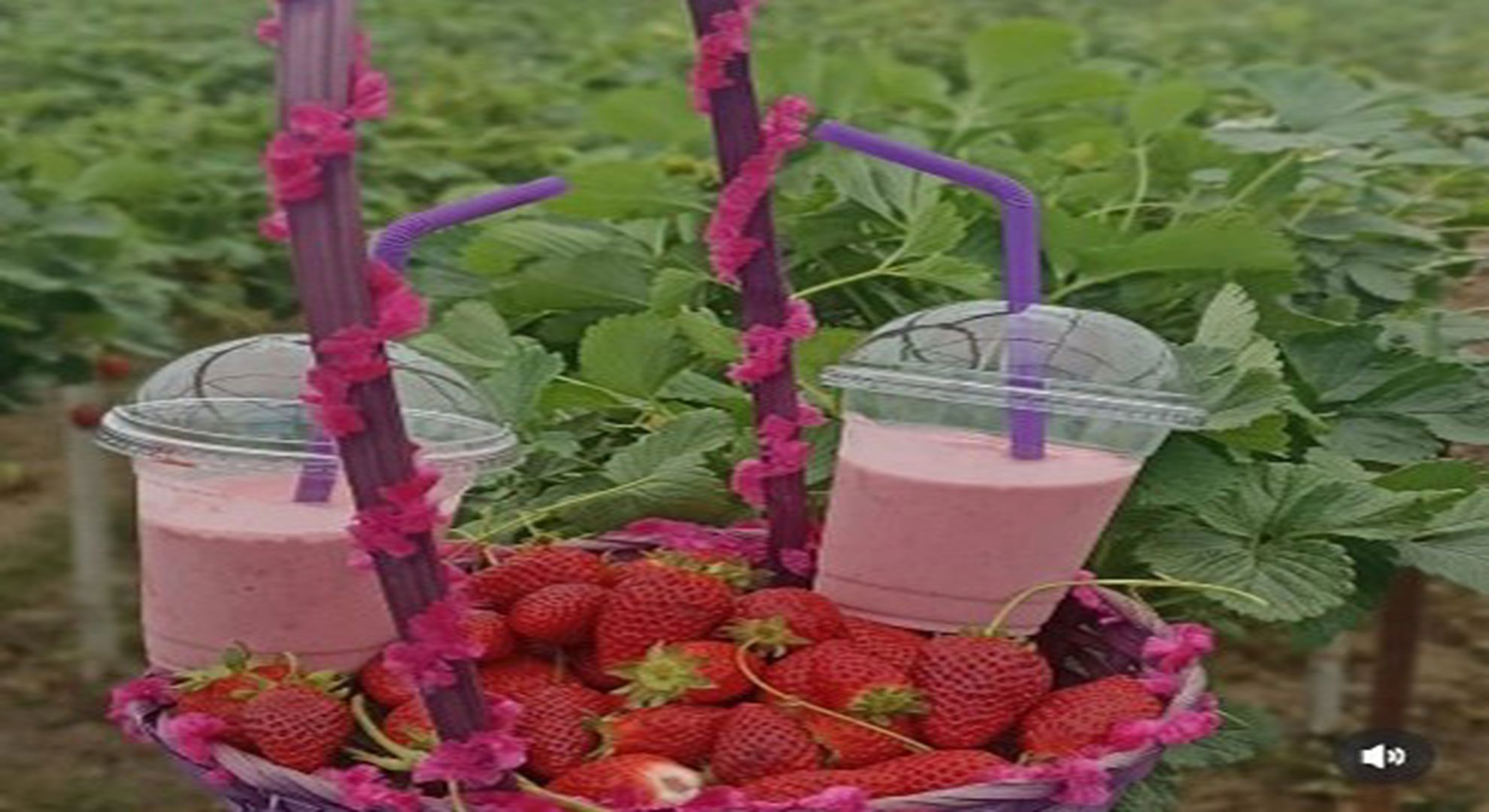 Tatlım Çilek Serası