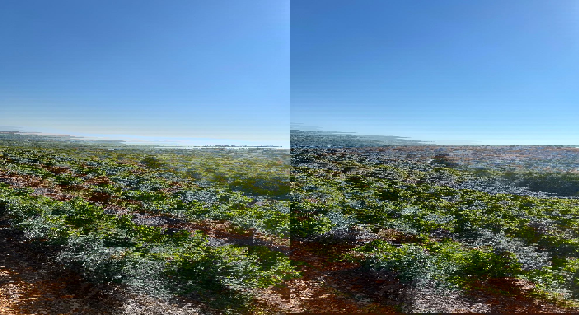 Bekilli Üzüm Bağları