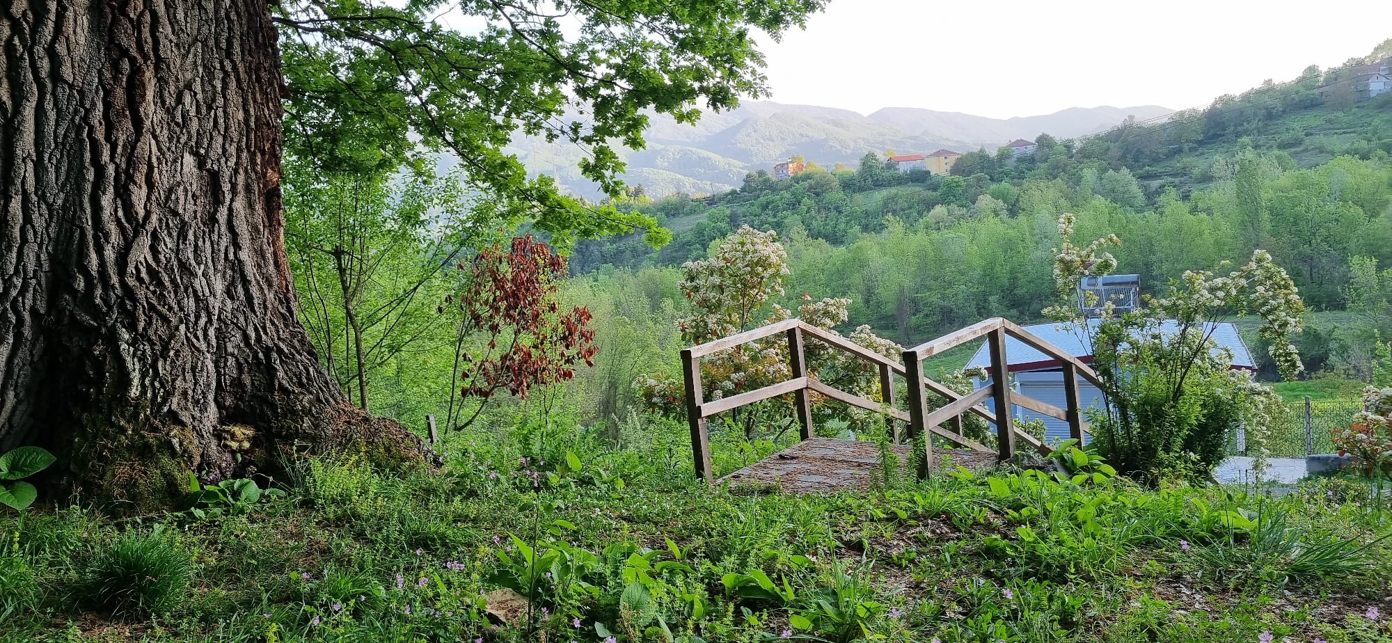 Gökçebey Veyisoğlu Anıt Ağaç