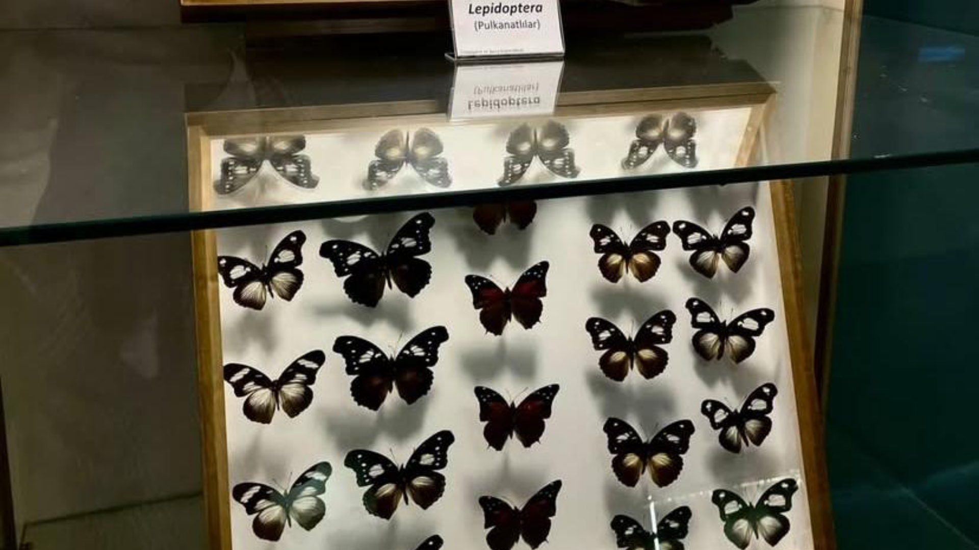 SCÜ Tabiat Tarihi Müzesi