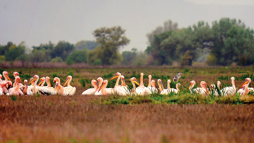 Uluabat Kuş Cenneti