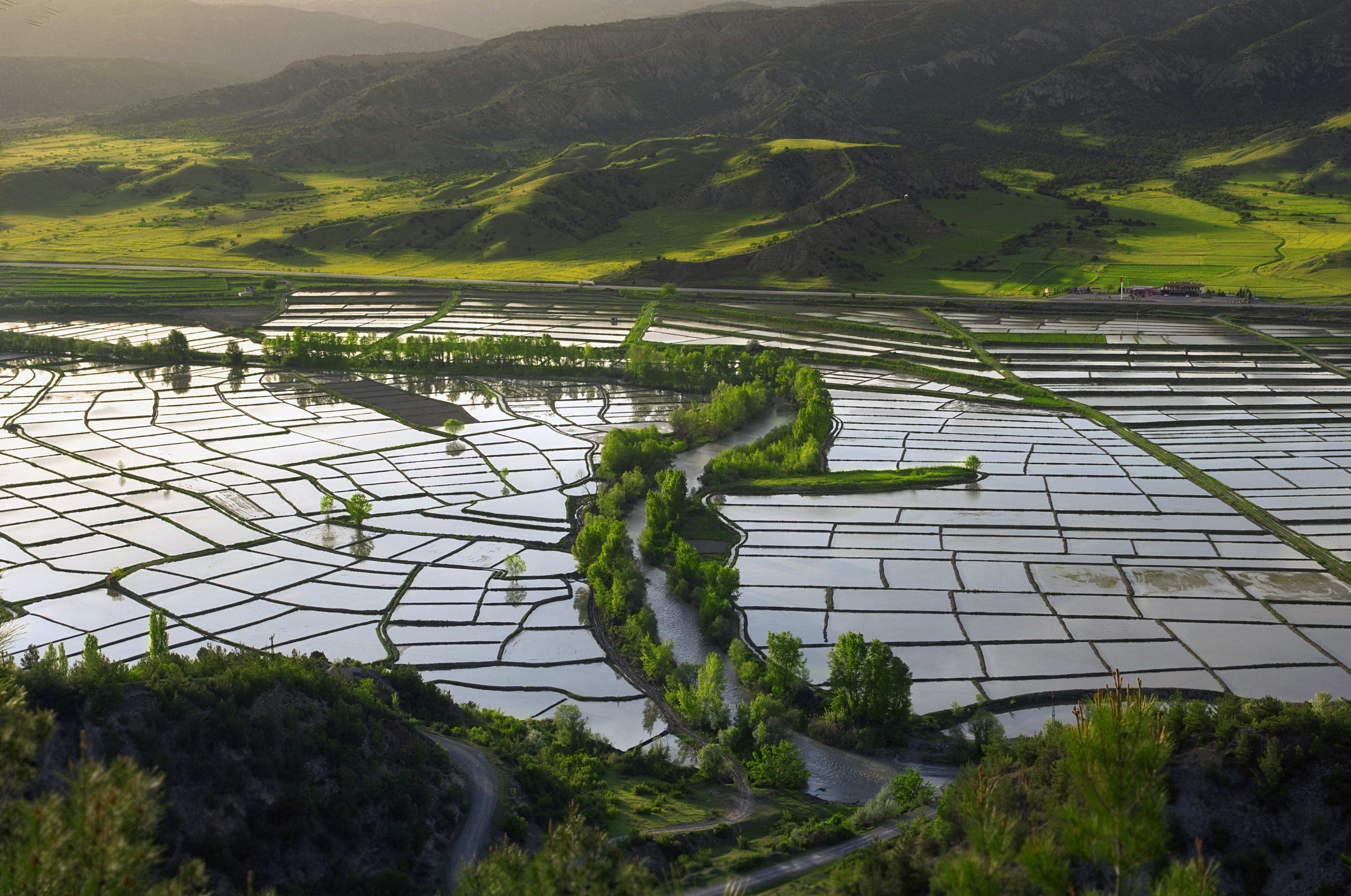 Tosya Çeltik Tarlaları