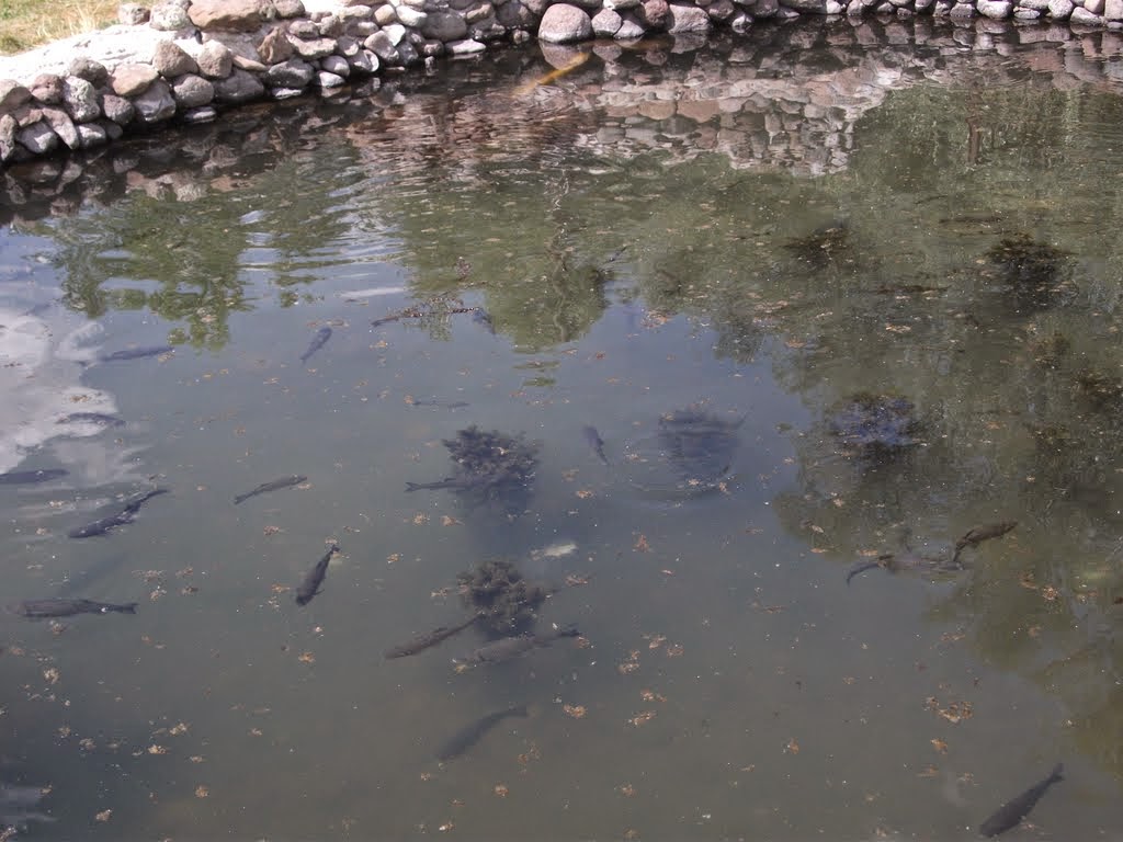 Atkaracalar Asker Balıkları