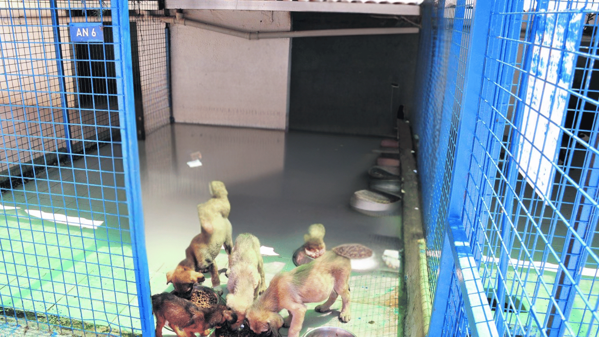 Bodrum Belediyesi Hayvan Barınağı