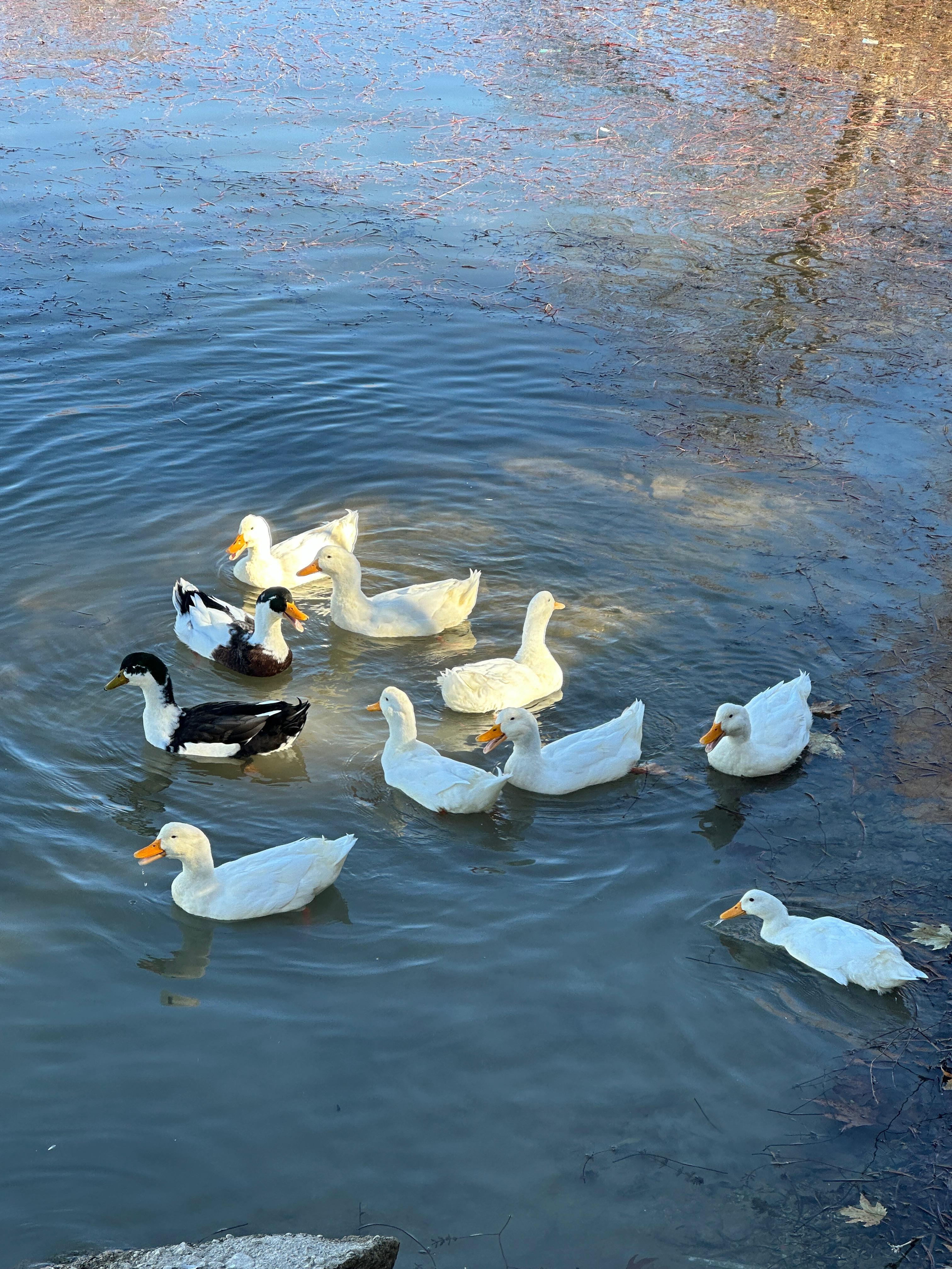 Adıyaman Gölbaşı Gölü