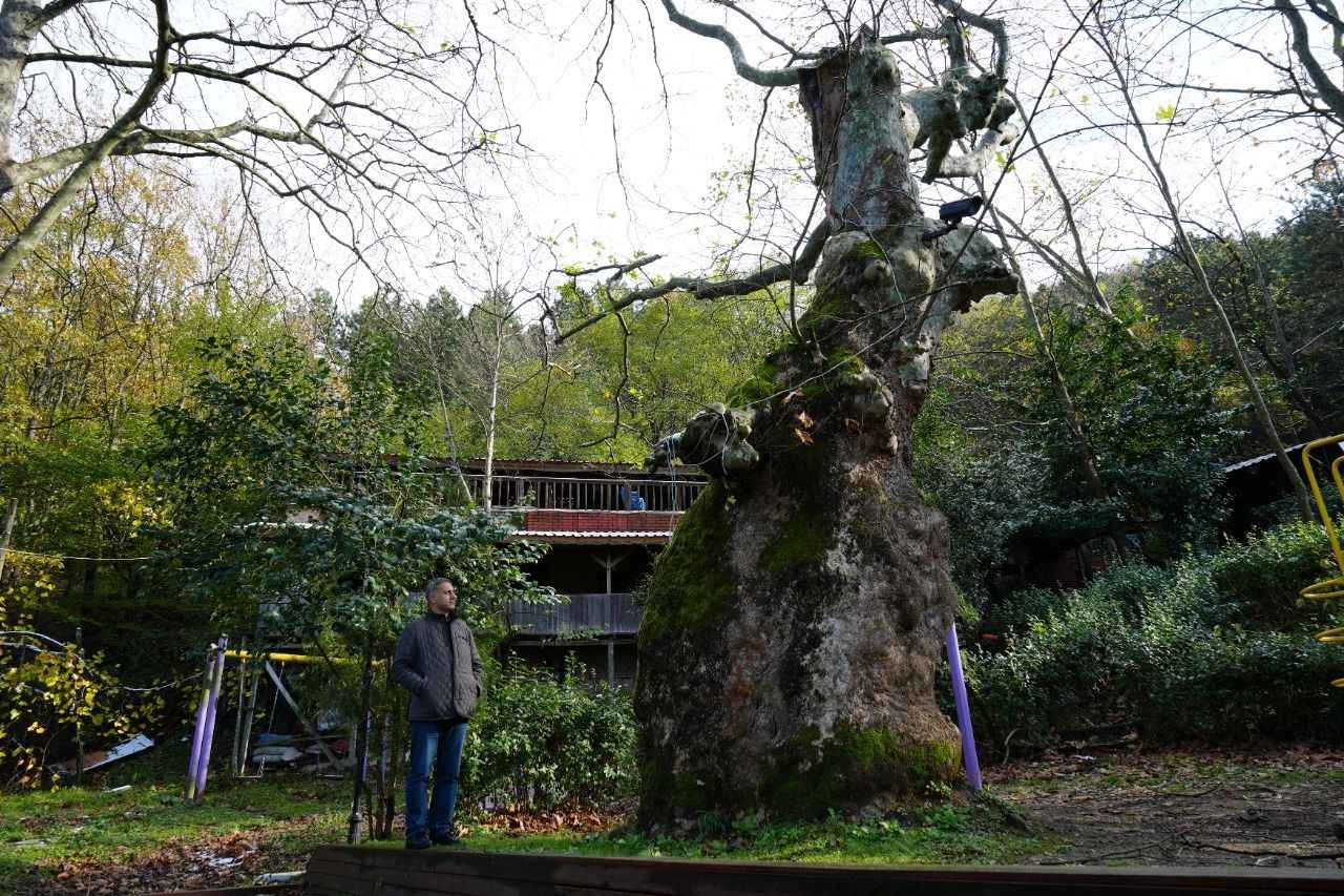 Aziz Minas Anıt Ağacı