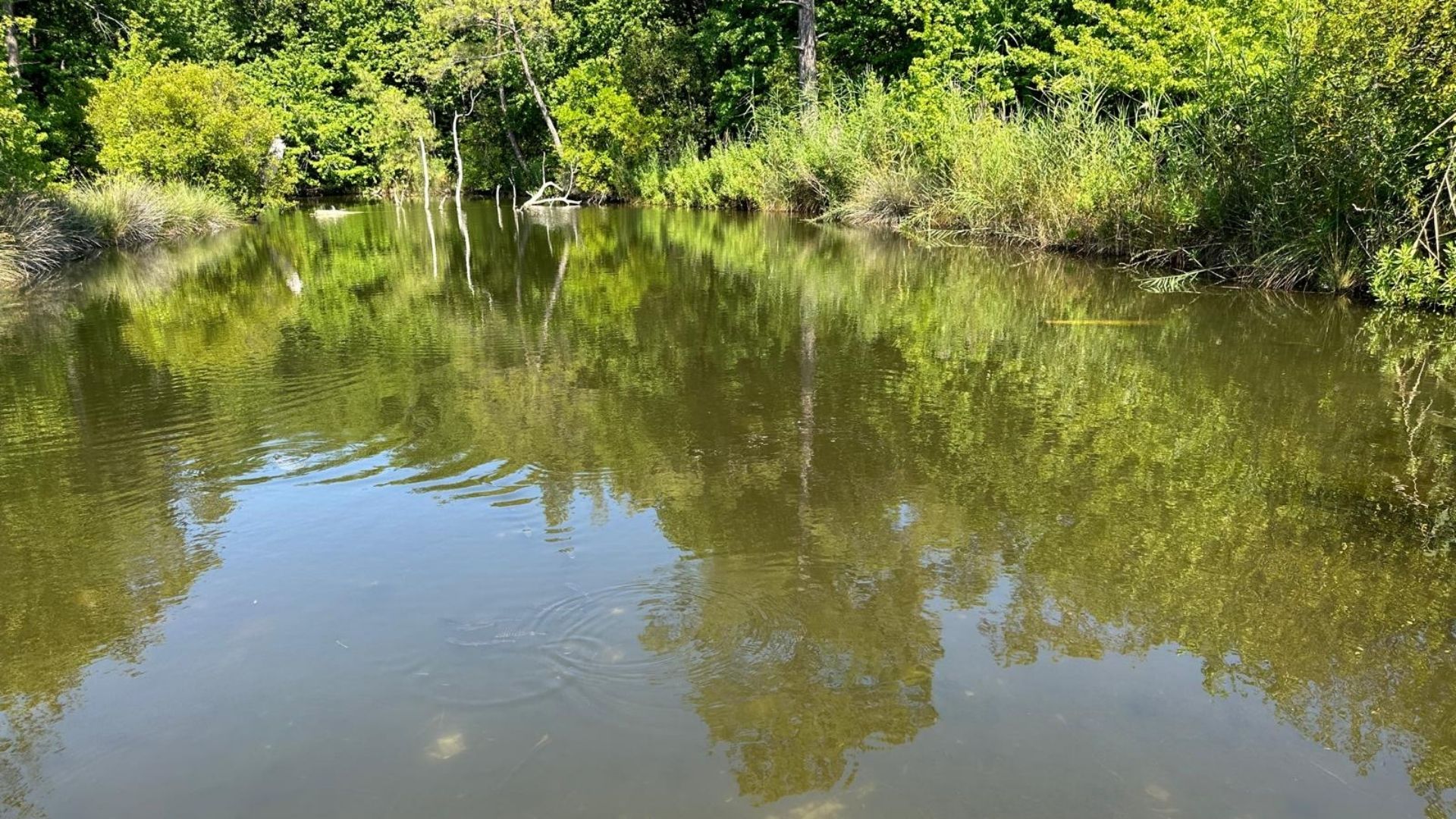 Günnücek Milli Parkı