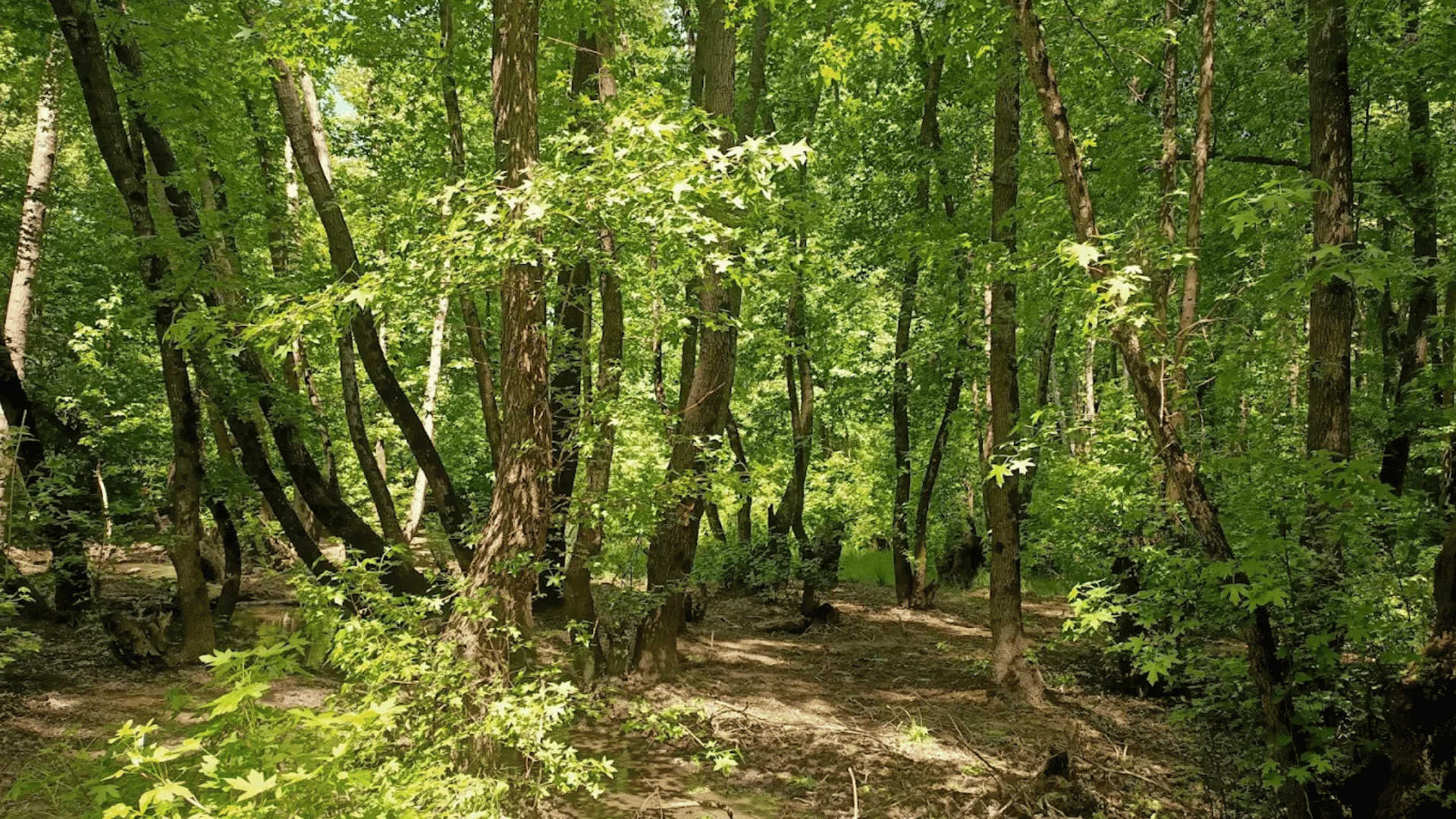 Marmarlı Sığla Orman Alanı