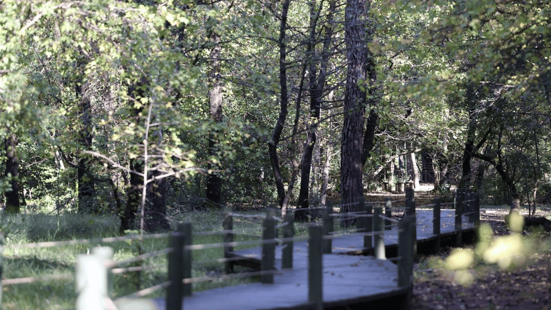 Marmarlı Sığla Orman Alanı