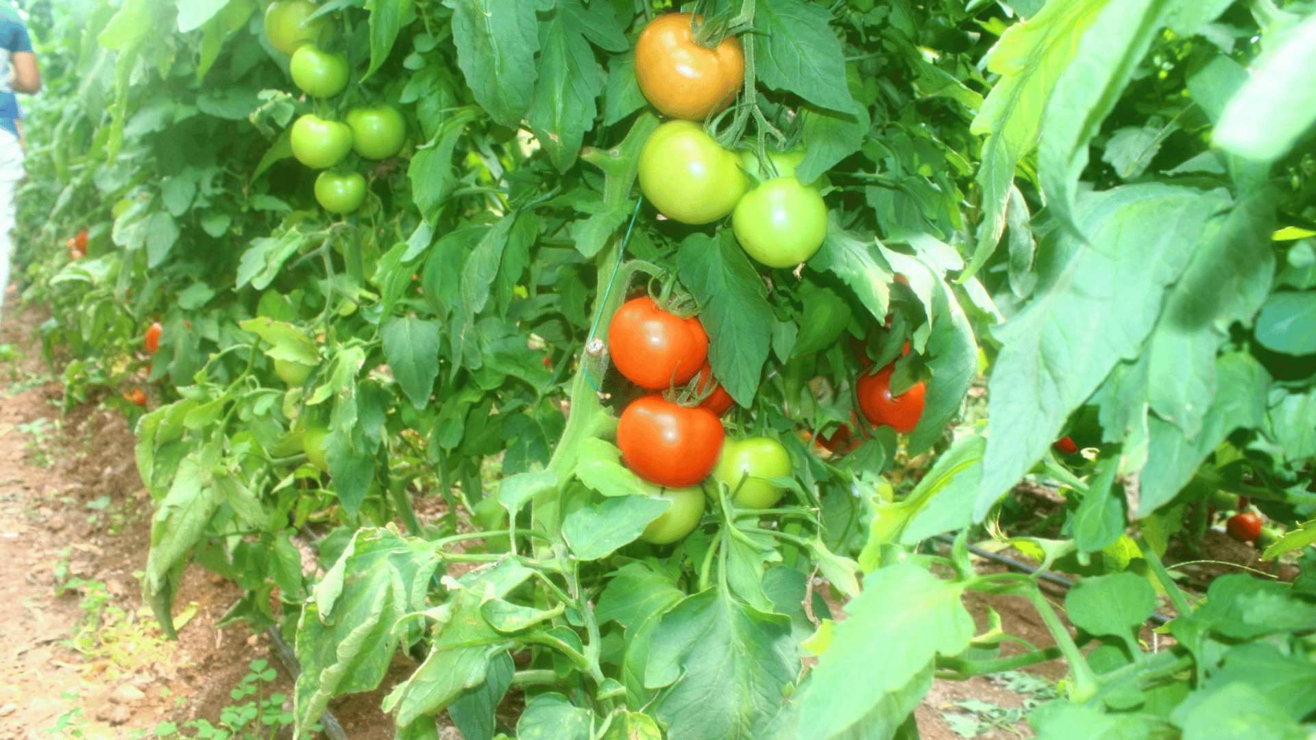 Tıbbi Aromatik Bitkiler Yerel Tohum Merkezi