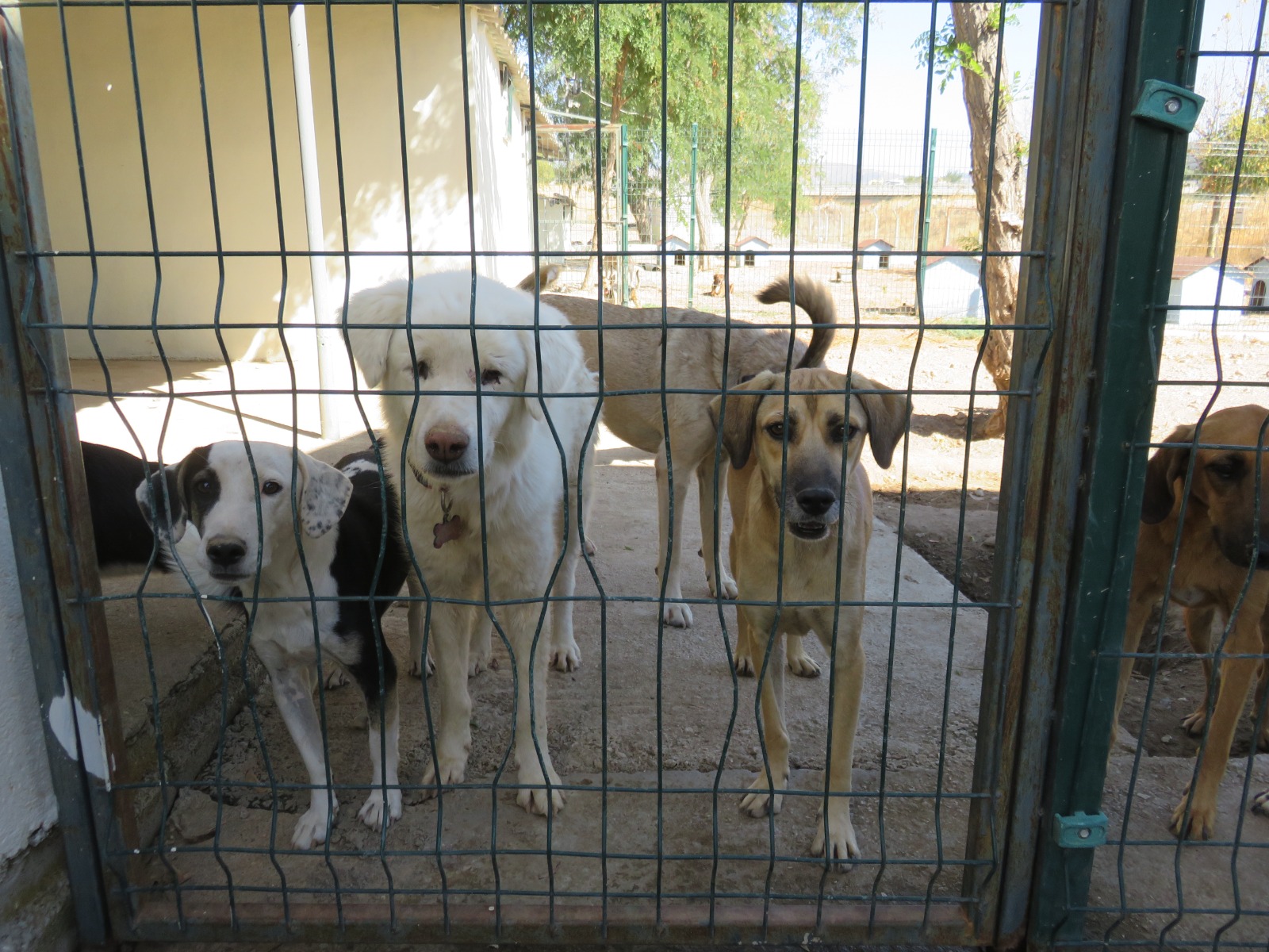 Çanakkale Belediyesi Sokak Hayvanları Geçici Tedavi ve Rehabilitasyon Merkezi