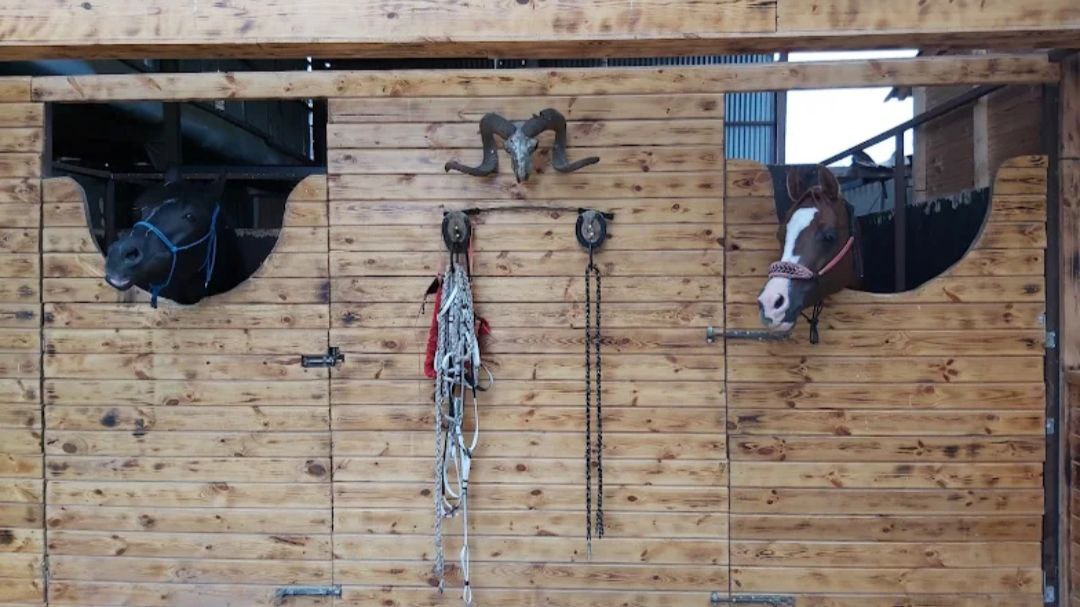 Kartepe At Çiftliği