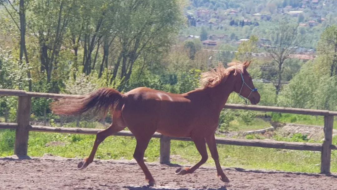 Kartepe At Çiftliği