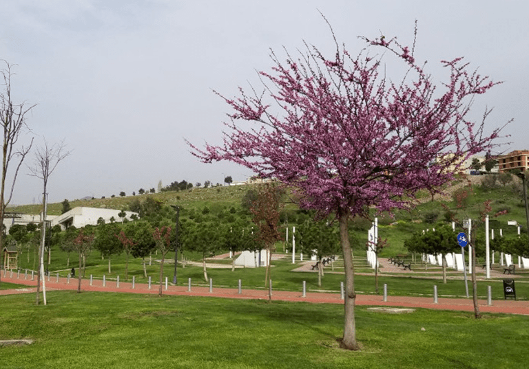 Aşık Veysel Rekreasyon Alanı