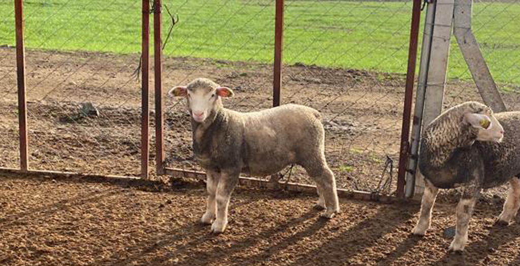 Damızlık Üretim Çiftliği