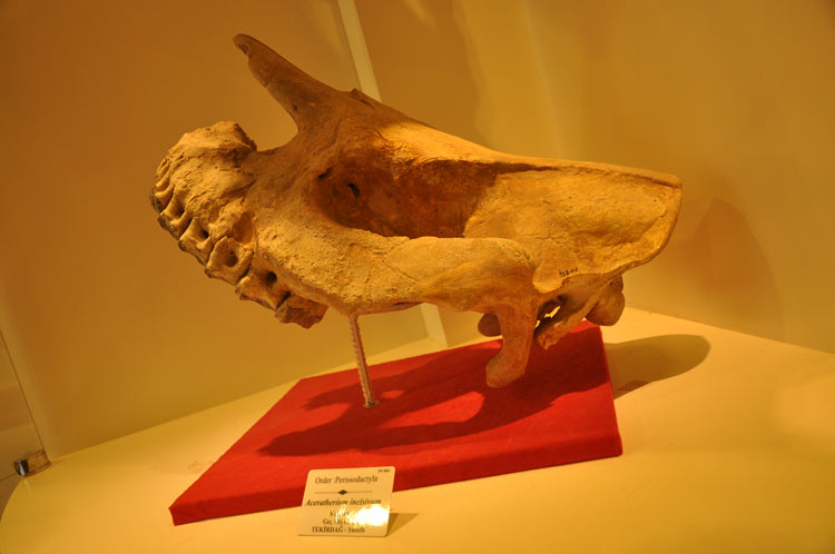 Ege Ünv. Tabiat Tarihi Müzesi